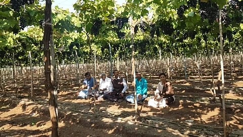 Grapes Farm