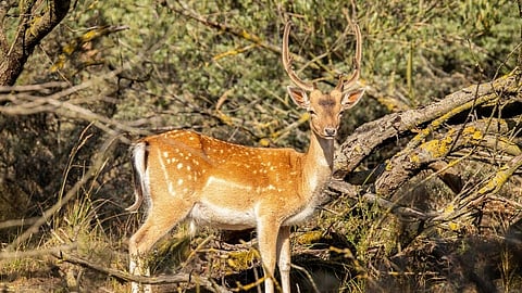 Deer