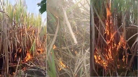 Short Circuit In Sugarcane Farm in Latur