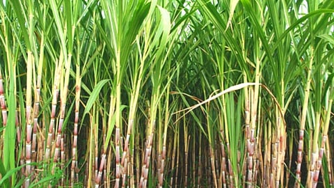 Sugar Cane
