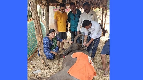 buffalo dies in mahad taluka varandh village