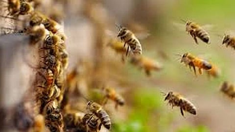 Bee Attack