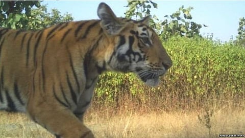 tiger