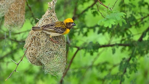 Sparrow