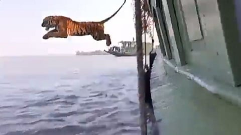 Tiger Swimming Viral Video From Sundarban, Animal Viral Videos, 