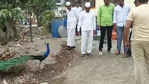 Peacock 