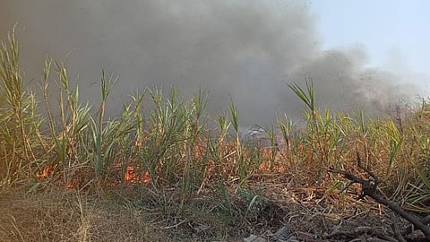 Sugarcane