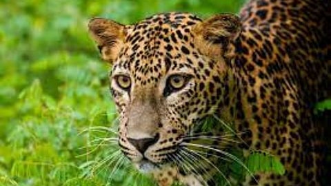 leopard 