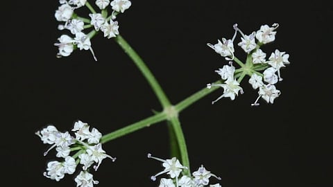 discovery of a new flowering plant of the cilantro family from the Jambha Plateau in the Konkan.