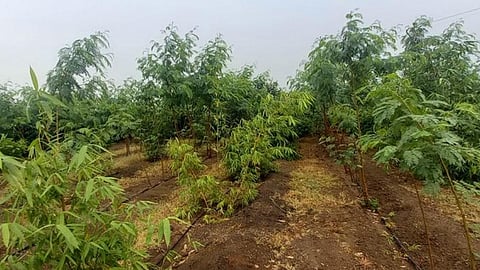 Agriculture News: खानदेशातील शेतकरी वळणार सुबाभूळ शेतीकडे