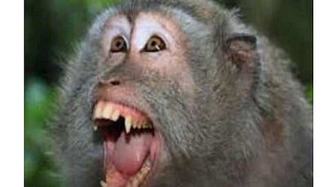 Monkey Attack 