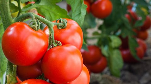 Tomatoes
