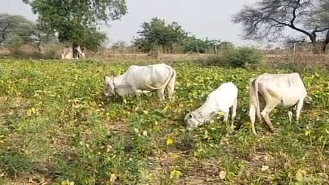 Akola News