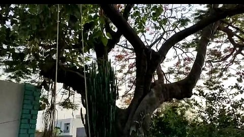 Beed Trees 