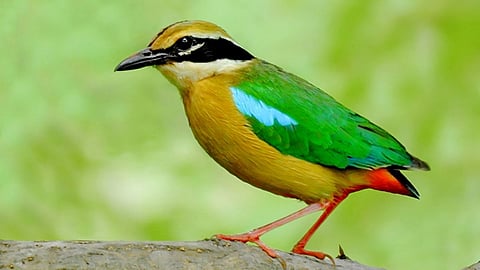 Indian Pitta