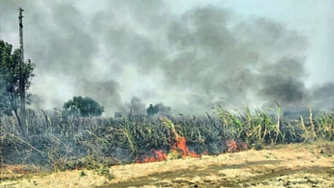Sugarcane