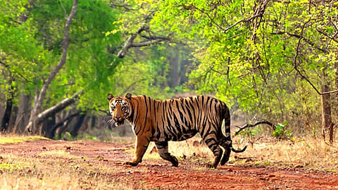 Tiger