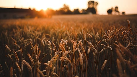 Wheat