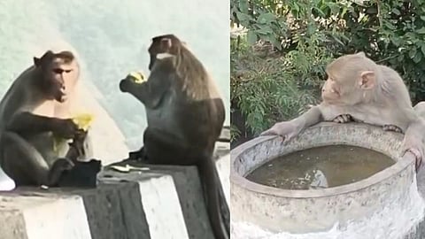 monkeys are facing summer heatwave on mumbai pune expressway