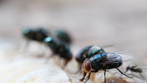 Home care, Monsoon care tips, how to get rid of house flies naturally