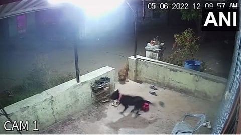 Nashik Leopard Attack Dog