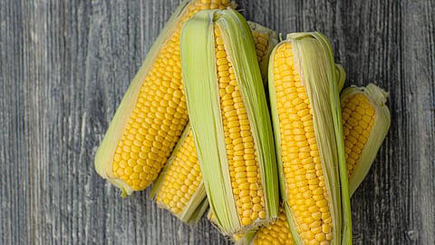 Benefits of Corn, Health tips