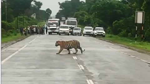 tiger, chandrapur , vehicles stops , forest department