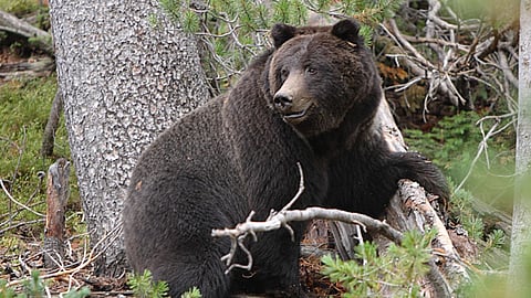 Bear Attack