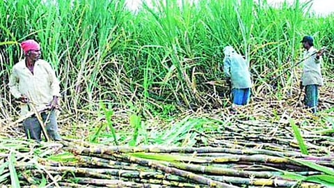 sugar cane 