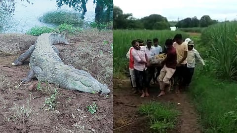 sangli, crocodile, river