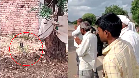 Jalna Ambad Snake News