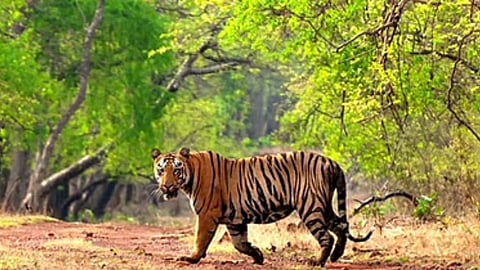 Tiger file photo 