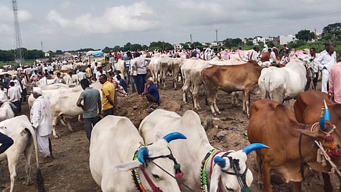Parola Cattle Market