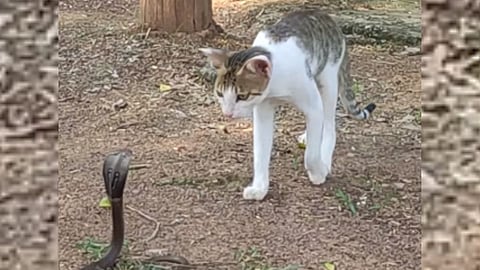 Snake vs Cat Fight Video
