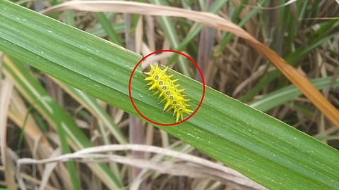 Ghonas Worms Agriculture News 