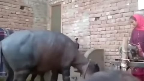 Viral Video