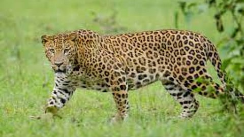Leopard