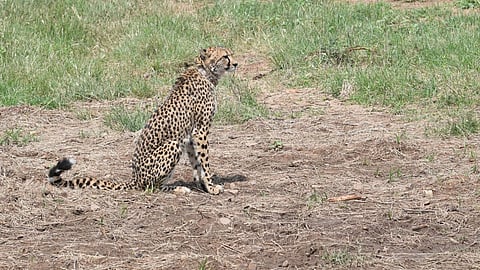 Cheetah In India