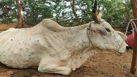 Lumpy Virus, Satara