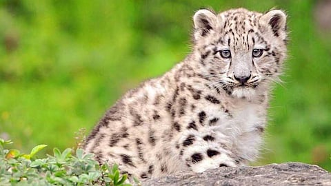 sajjangad, satara , sajjangad fort, leopard cub , leopard