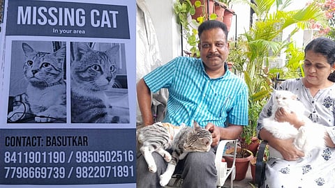 Solapur Missing Cat Found
