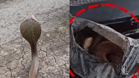 Snake Attack Viral Video