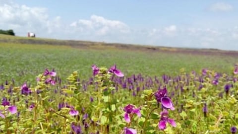Kass , Kass Pathar, Satara , Kass Flowers