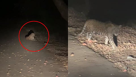 Mumbai Goregaon Aarey Colony Leopard