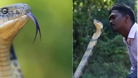 Snake Kiss Video