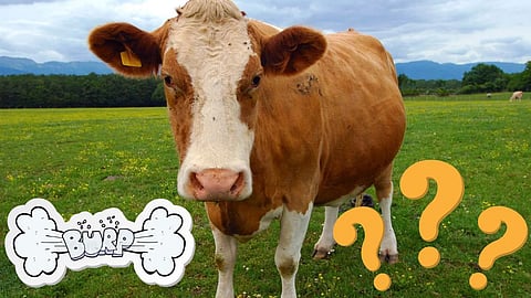 Tax On Cow Burps