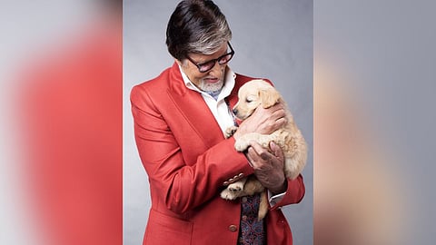 Amitabh Bachchan And Labra Dog 