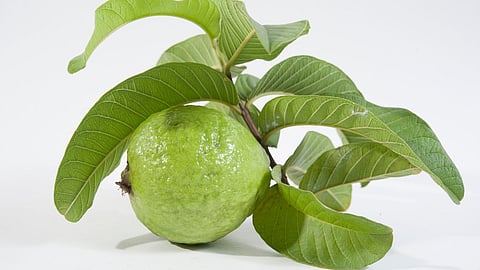 Guava Leaves Benefits 