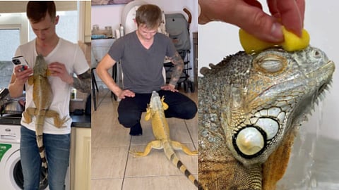 Pet Lizard And Man Viral Video News