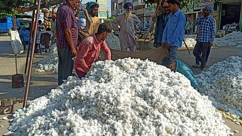 Cotton Price